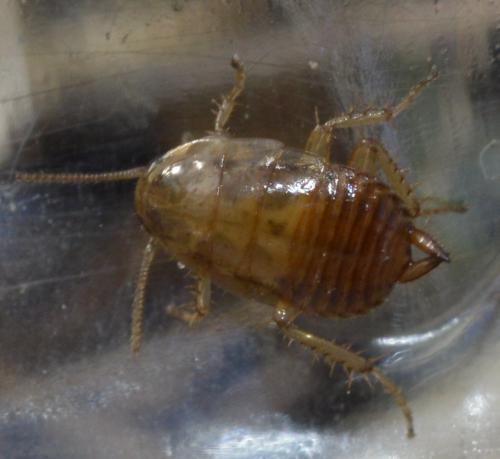 Réf. 281 212 : Ectobius sp.